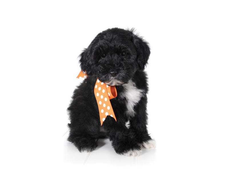 small teddy bear schnoodle